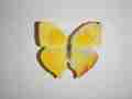 Phoebis rurina Gynandromorphs (Internet Image property of respective owner, non-commercial use only)